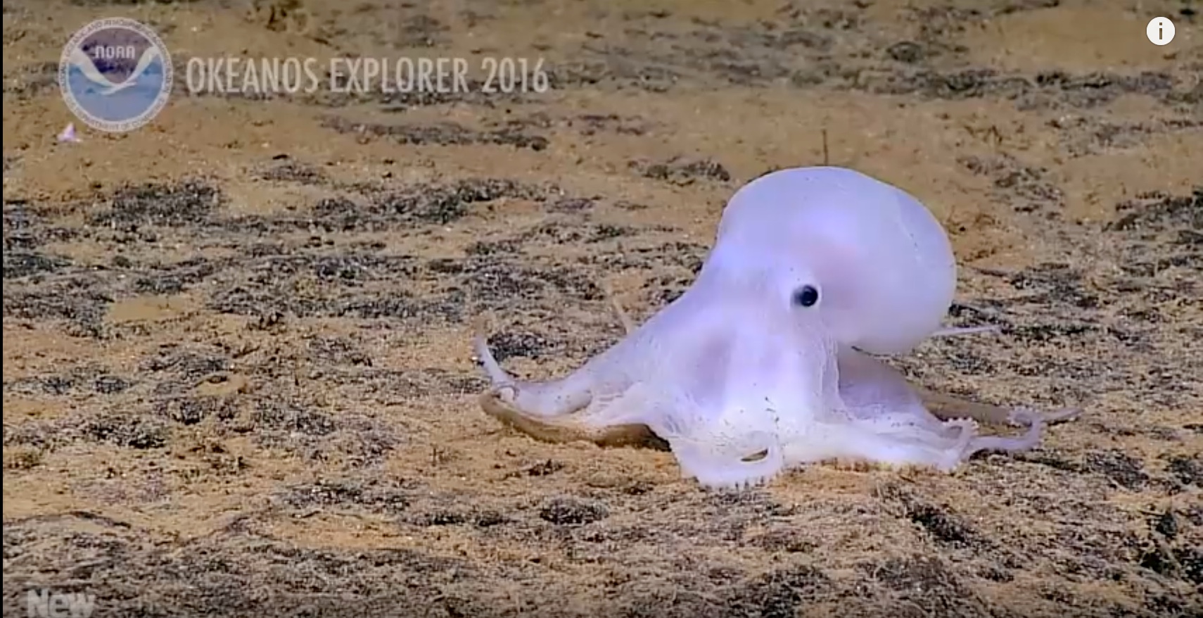 Oktopus Casper wurde Anfang des Jahres zum Medienstar: Nun ist mehr über seine Lebensweise bekannt.