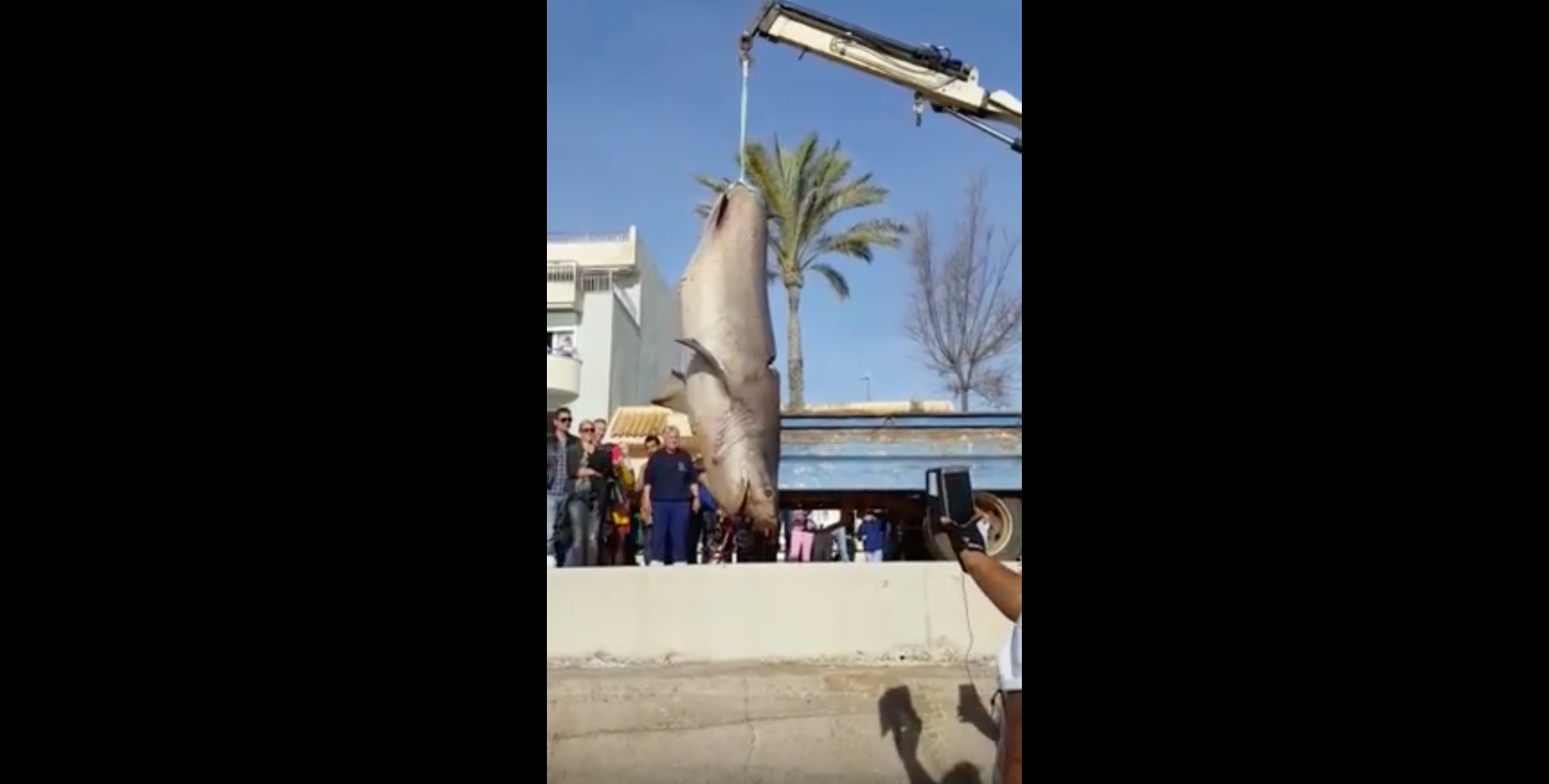 Auf Mallorca wurde ein fast vier Meter langer Sechskiemerhai angespült.