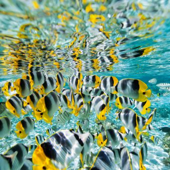 Traumhafte Unterwasserwelt beim Inselparadies Tahiti.