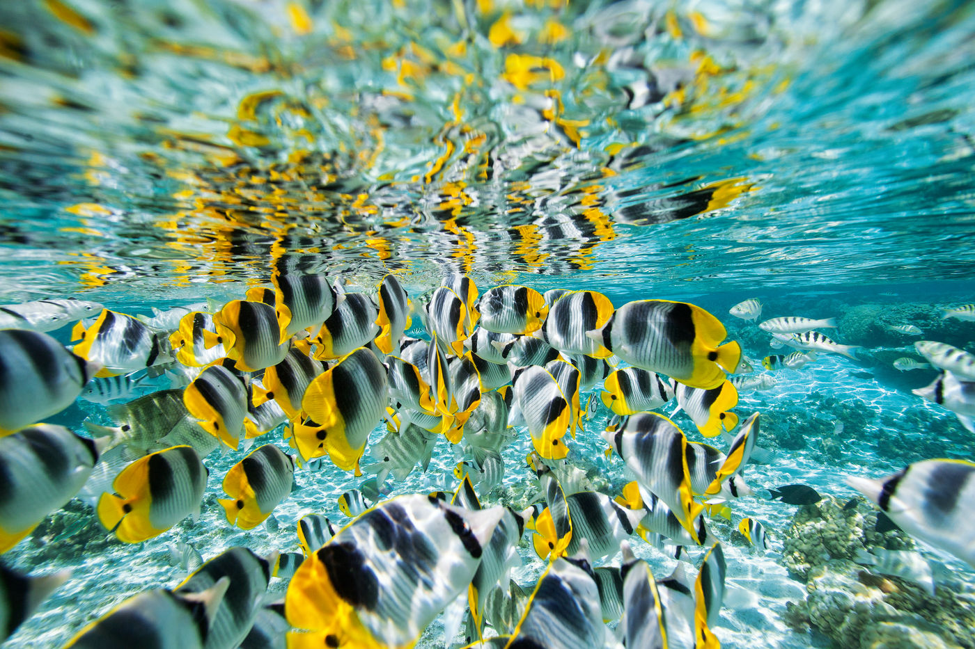 Traumhafte Unterwasserwelt beim Inselparadies Tahiti.