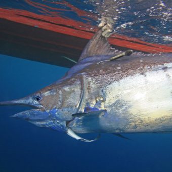 Vor allem große Fische wie dieser Marlin sind auf ausreichende Sauerstoffversorgung angewiesen. Frühere Studien haben bereits gezeigt, dass ihr Lebensraum aufgrund von sich ausdehnenden Sauerstoffminimumzonen kleiner wird. Foto: Bill Boyce