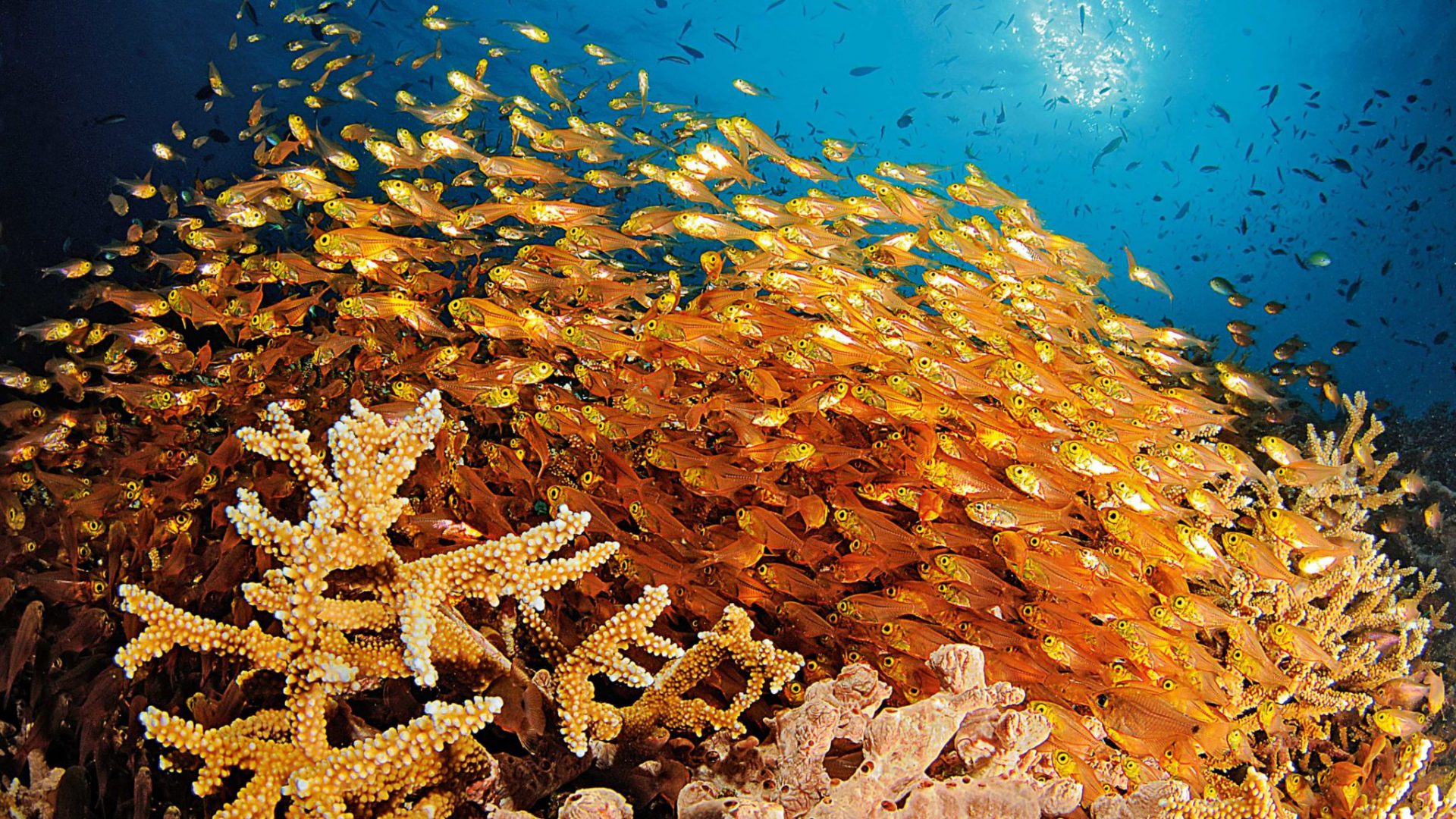 Top-Foto: So sieht eine Aufnahme von TAUCHEN-Profi-Unterwasserfotograf Paul Munzinger aus.