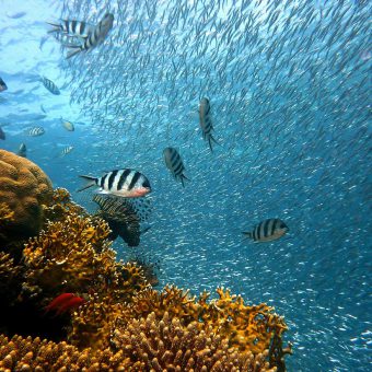 Wer günstig viele bunte Fische sehen will, sollte sich einmal bei den Emperor Divers umsehen!