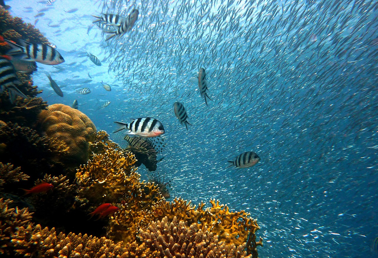 Wer günstig viele bunte Fische sehen will, sollte sich einmal bei den Emperor Divers umsehen!