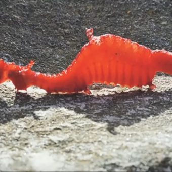 Erstmals wurde ein Roter Seedrache lebendig gefilmt.