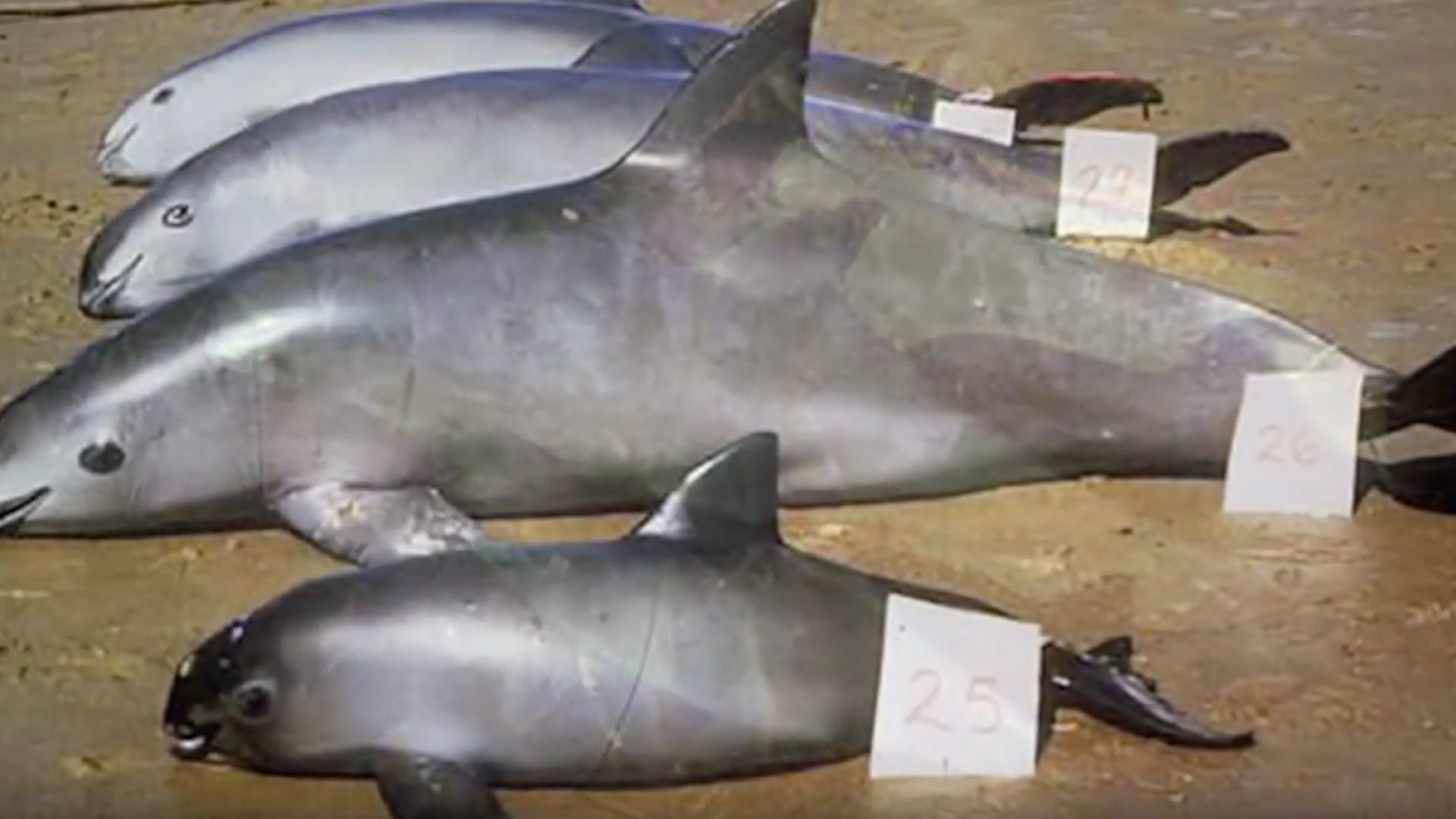 Kurz vorm Aussterben: Mittlerweile gibt es nur noch 30 Vaquita-Delfine oder weniger.