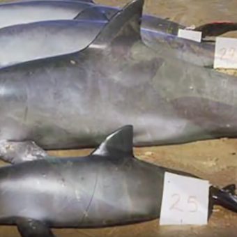 Kurz vorm Aussterben: Mittlerweile gibt es nur noch 30 Vaquita-Delfine oder weniger.