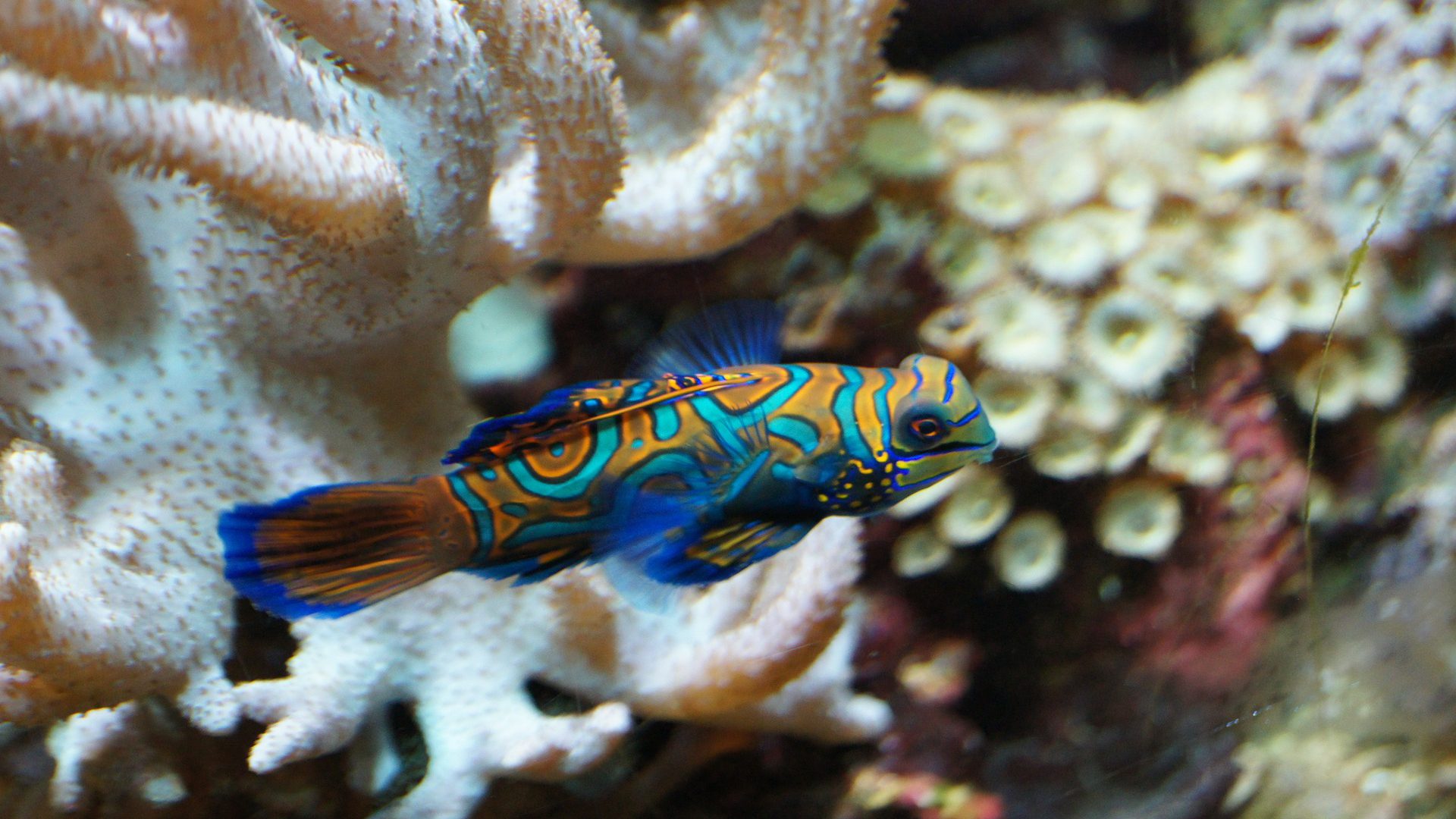 Der neue Besitzer von PADI ist die Mandarinfish Holding.
