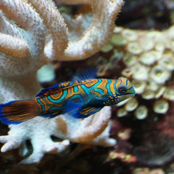 Der neue Besitzer von PADI ist die Mandarinfish Holding.