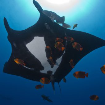 Beeindruckende Unterwasseraufnahmen: Bei der Ocean Film Tour ist das Staunen inklusive.