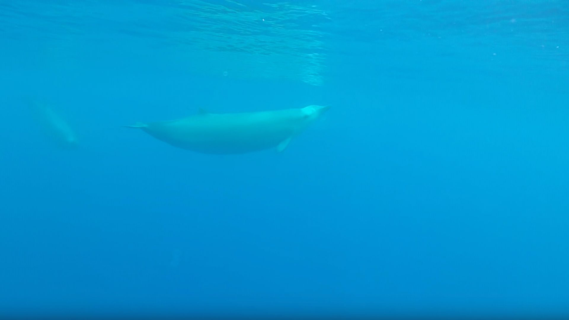 True-Wale sind sehr seltene Gäste an der Wasseroberfläche.