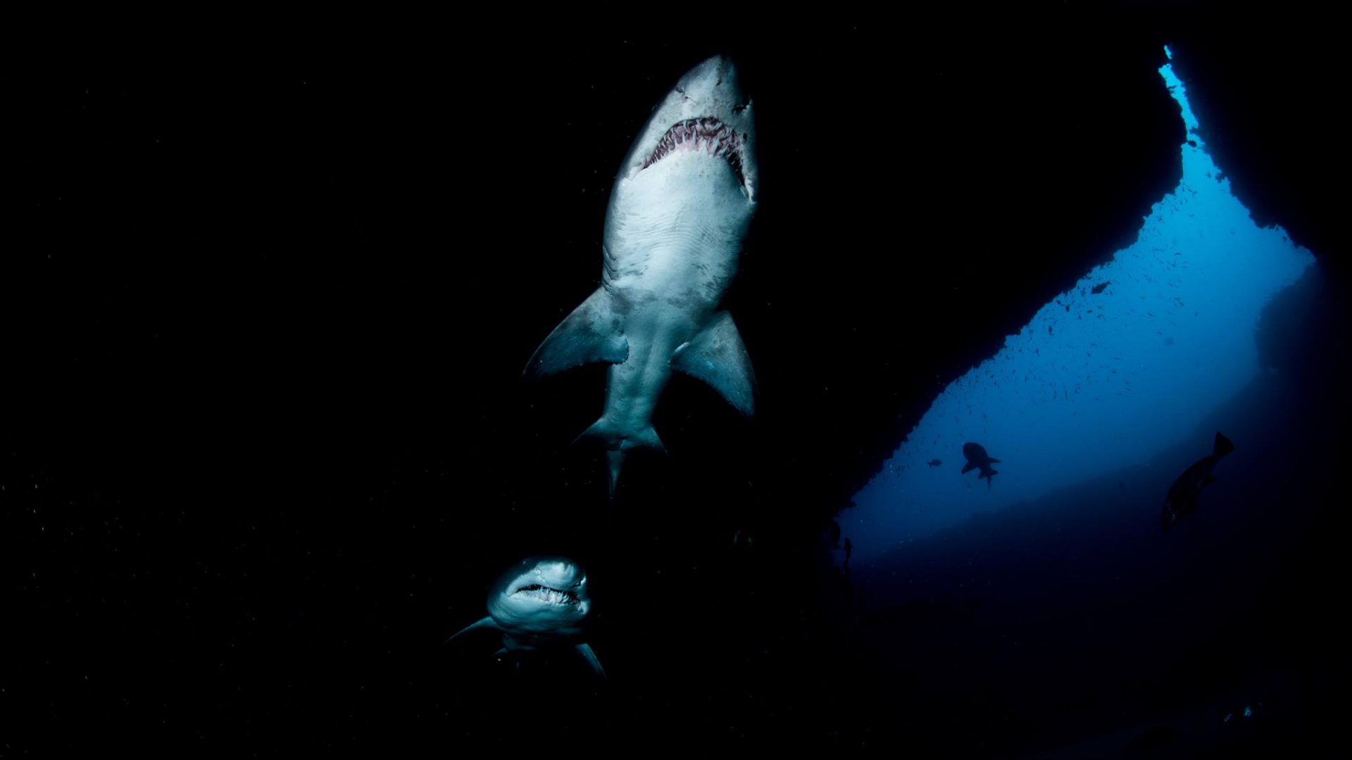 Tauchunfall in Südafrika: Sandtigerhai in einer Höhle am Tauchplatz Aliwal Shoal in unmittelbarer Nähe von Protea Banks.