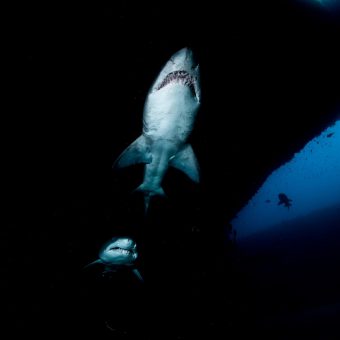 Tauchunfall in Südafrika: Sandtigerhai in einer Höhle am Tauchplatz Aliwal Shoal in unmittelbarer Nähe von Protea Banks.