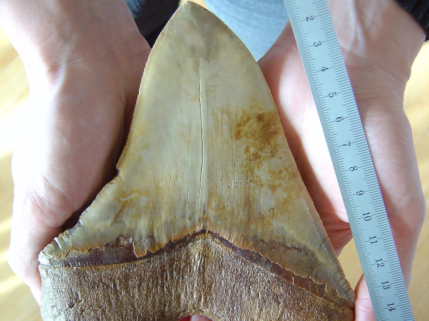 Ausgestorbener Monsterhai: In Italien wurde ein Megalodon-Zahn gefunden. Foto: Pixabay.com | Lizenz: CC0 Public Domain