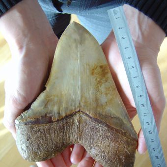 Ausgestorbener Monsterhai: In Italien wurde ein Megalodon-Zahn gefunden. Foto: Pixabay.com | Lizenz: CC0 Public Domain
