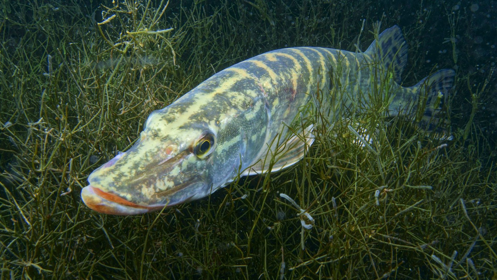 Tauchbasis Werbellinsee wieder eröffnet: Im See wartet attraktiver Bewuchs und eine spannende Tierwelt!