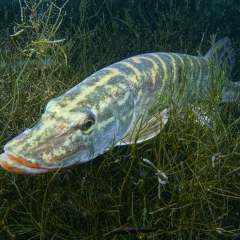 Tauchbasis Werbellinsee wieder eröffnet: Im See wartet attraktiver Bewuchs und eine spannende Tierwelt!