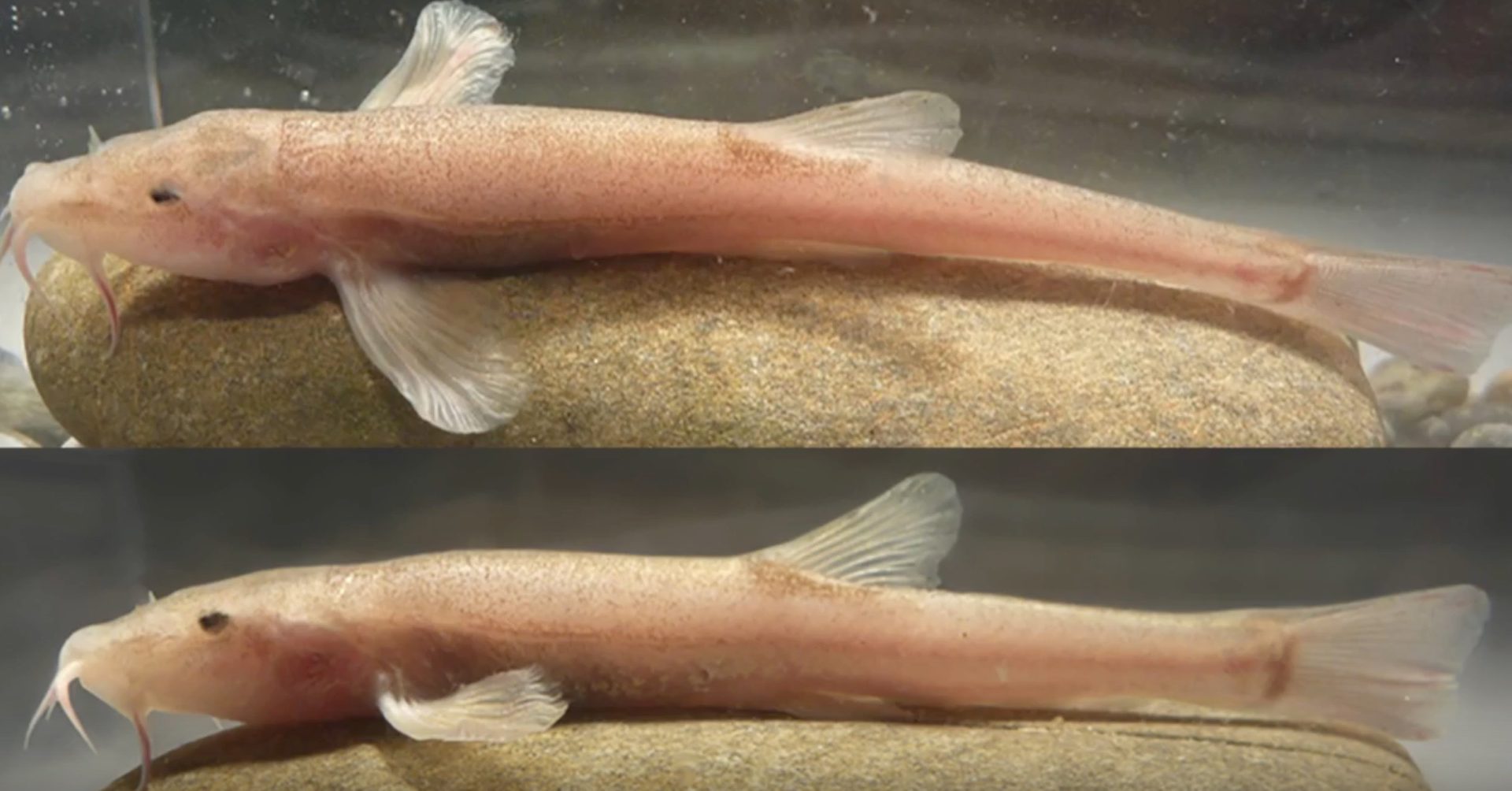 Seine Entdeckung ist eine Sensation: Bereits 2015 haben Taucher in einem tief gelegenen, versteckten Höhlensystem eine neue Art von Schmerlen entdeckt, einen bisher unbekannten Höhlenfisch.