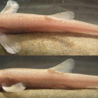 Seine Entdeckung ist eine Sensation: Bereits 2015 haben Taucher in einem tief gelegenen, versteckten Höhlensystem eine neue Art von Schmerlen entdeckt, einen bisher unbekannten Höhlenfisch.