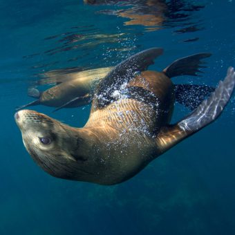 Ein verspielter Seelöwe in der Sea of Cortez.