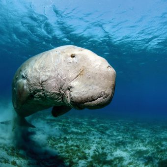 Die Hotelanlage im nubischen Stil passt perfekt in die Wüste. Das Dugong lebt in den Buchten rund um Marsa Alam, unser Autor begegnete ihm gleich mehrfach. Glücklich machten ihn aber auch die traumhaften Korallenriffe.