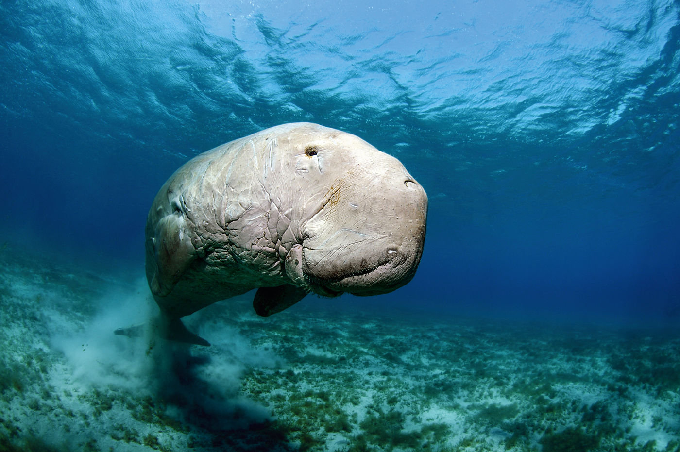 Die Hotelanlage im nubischen Stil passt perfekt in die Wüste. Das Dugong lebt in den Buchten rund um Marsa Alam, unser Autor begegnete ihm gleich mehrfach. Glücklich machten ihn aber auch die traumhaften Korallenriffe.