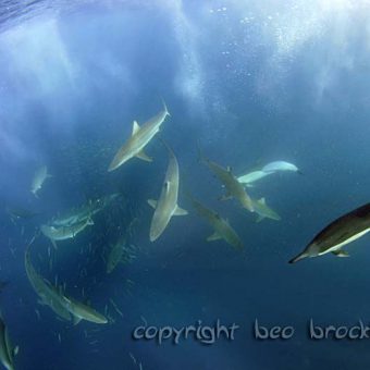 Der Sardine Run ist eines der spektakulärsten Naturphänomene, das die Tierwelt uns Tauchern zu bieten hat!