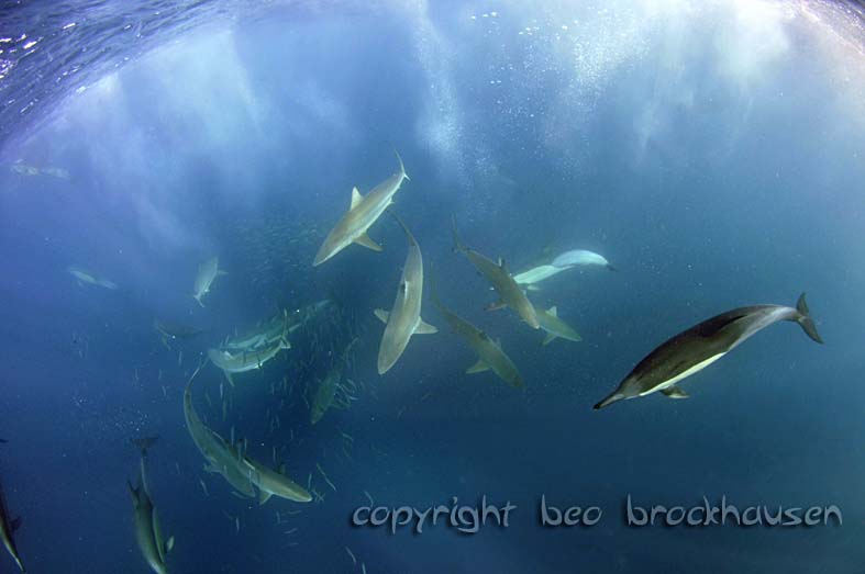 Der Sardine Run ist eines der spektakulärsten Naturphänomene, das die Tierwelt uns Tauchern zu bieten hat!