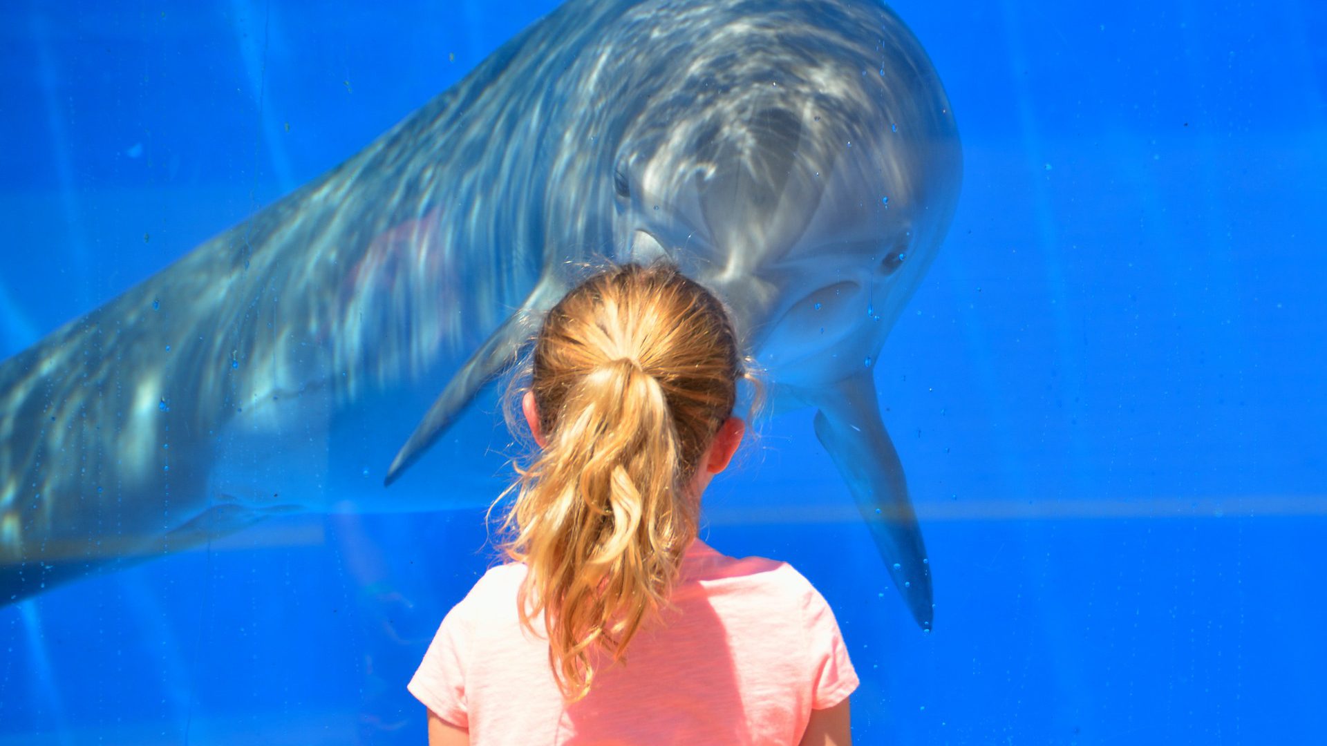 Delfin in Gefangenschaft (Symbolbild). Foto: Pixabay.com | Lizenz: CC0 Public Domain
