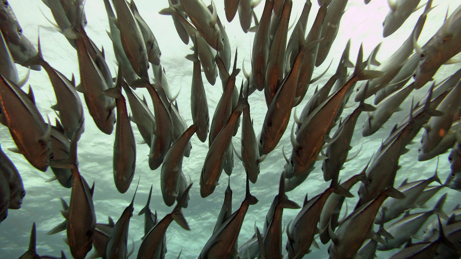 Fischschwarm in philippinischen Gewässern (Symbolbild).