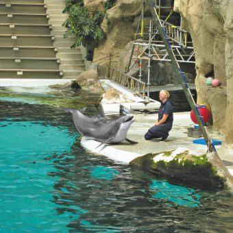 Delfin im Duisburger Delfinarium in einer Show.