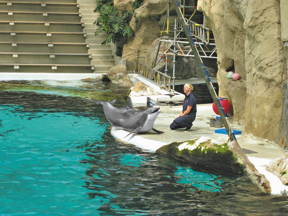 Delfin im Duisburger Delfinarium in einer Show.