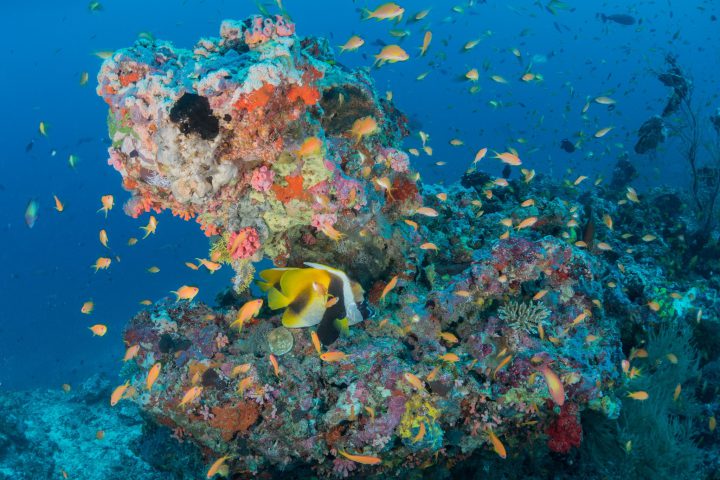 Buntes Hausriff bei Milaidhoo.