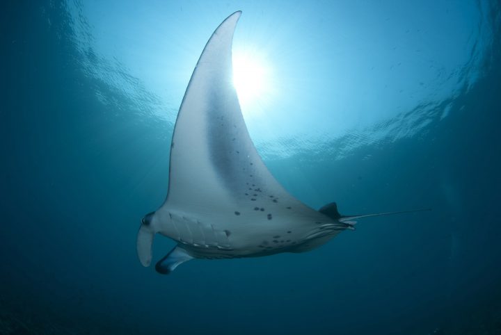 Mantas voraus: In der Hanifaru Bay sind viele Meeresbewohner anzutreffen. Foto: Pixabay
