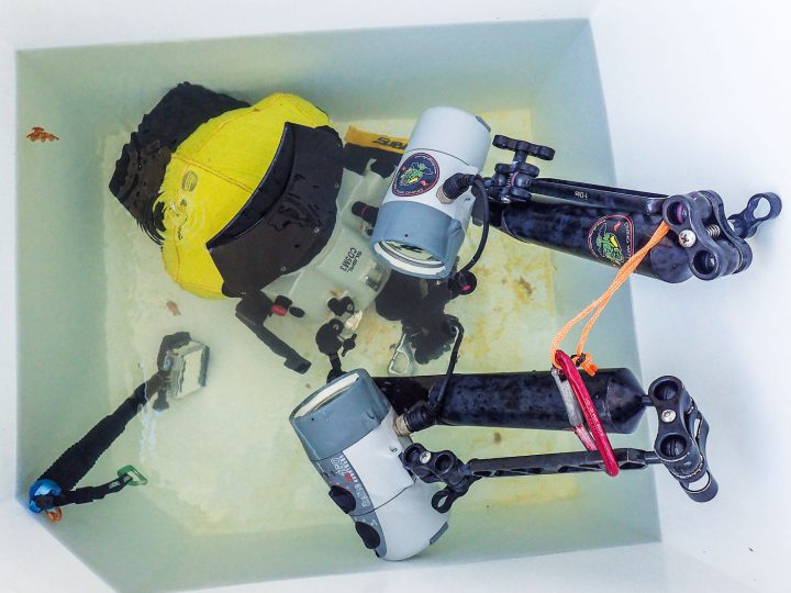 Andrang im Spülbecken (5). Immer mit Domeportschutz sichern. Foto: W. Pölzer