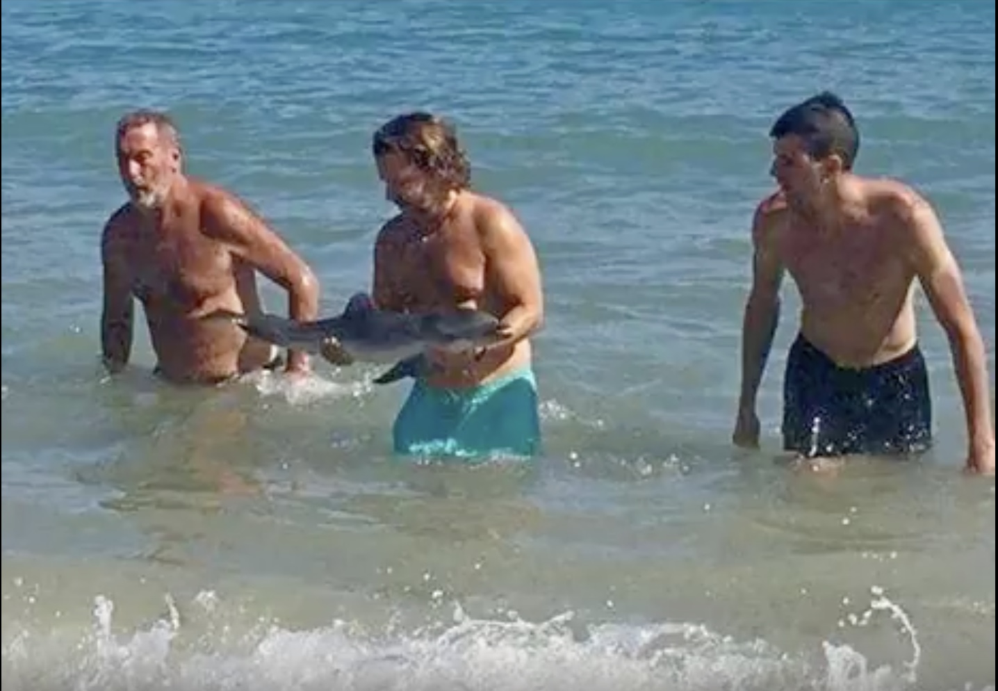Rücksichtslos: Badegäste fotografieren sich mit dem Delfin-Baby. Foto: youtube.com