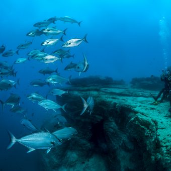 Zwei Taucher sitzen unter Wasser auf einer Bank und bestaunen Fische.