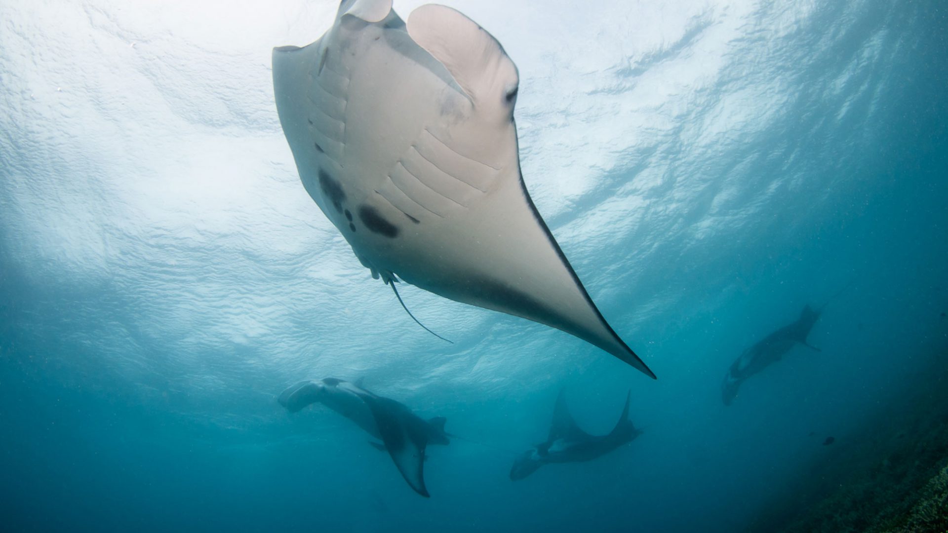 Mantas von unten