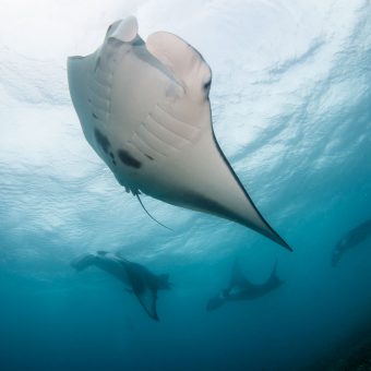 Mantas von unten