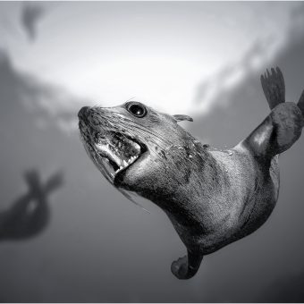 Jurysiegerfoto im Monat Februar: die neugierige Robbe von Frank Friedrich.