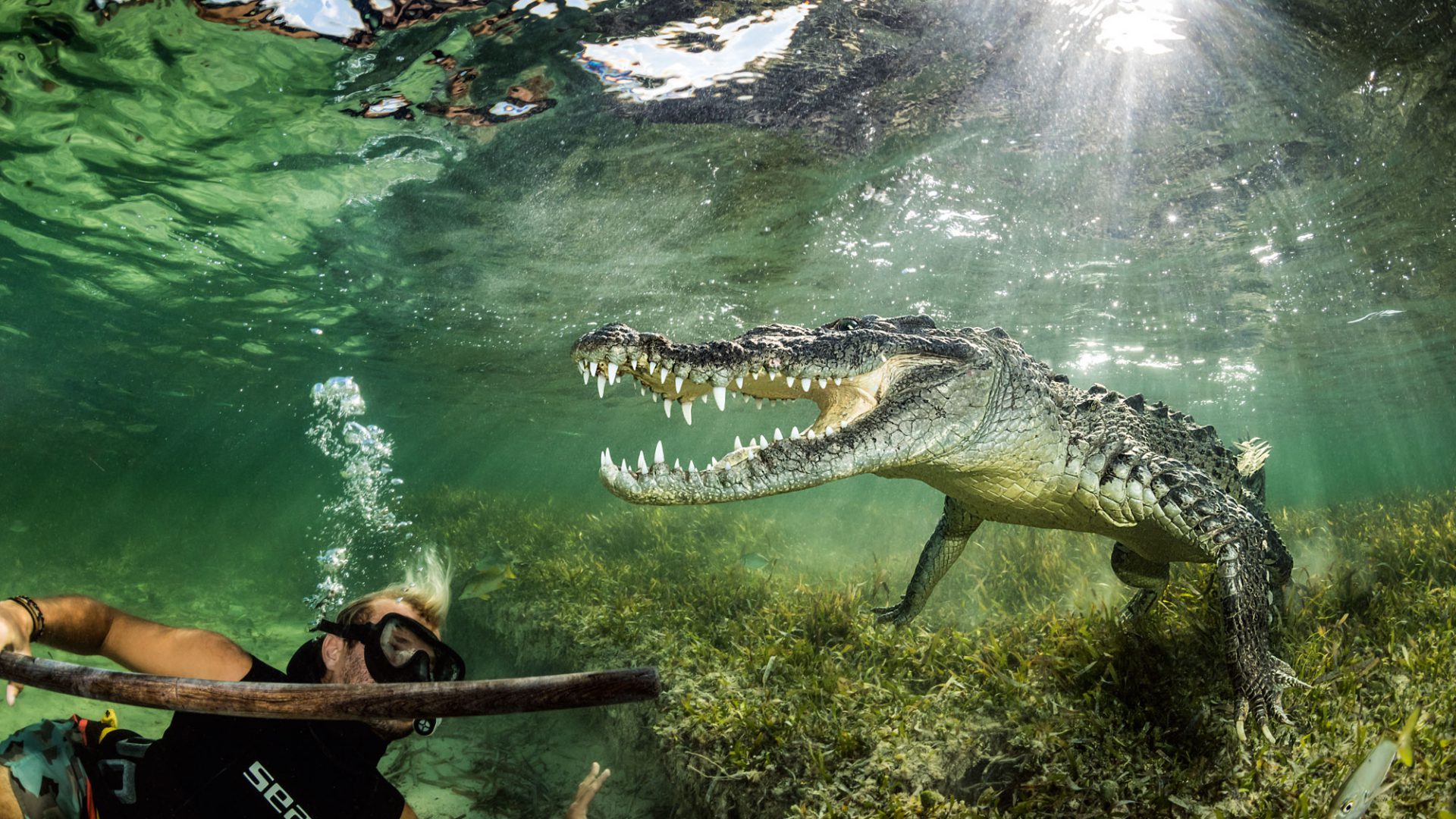 Gänsehautmoment: Auge in Auge mit einem Salzwasserkrokodil in Banco Chinchorro/Mexiko!