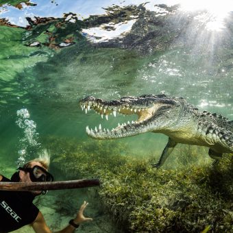 Gänsehautmoment: Auge in Auge mit einem Salzwasserkrokodil in Banco Chinchorro/Mexiko!