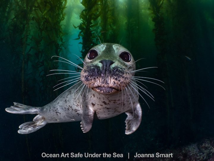 Cold Water 1st Place – Joanna Smart