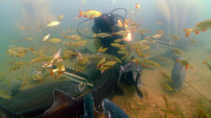 Tauchgang im Teich: Schwärmerei. Fische im Tauchpark. Foto: NaturaGart