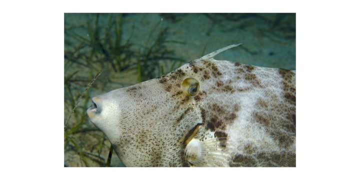Feilenfisch Der Feilenfisch Stephanolepis diaspros ist ein naher Verwandter des Drückerfisches. Die Autoren von Das Mittelmeer sprechen an dieser Stelle von bald 1.000 Spezies, die als Lesseps’sche Migranten ins Mittelmeer einwandern.