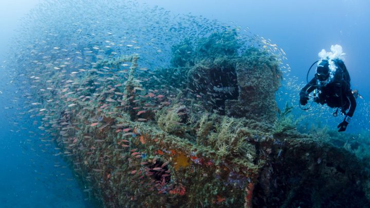 Der Tanker Romagna lief 1943 auf eine Mine – und wird heute von riesigen Fischschwärmen bevölkert.