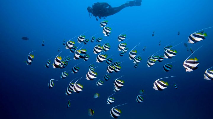 Der Schwarm-Wimpelfisch (Heniochus diphreutes) ist ein fakultativer Schwarmfisch, der paarweise, in kleinen Gruppen oder kleinen Schwärmen umherzieht. Typisch ist die geringe Dichte des Schwarmes und die lockere Organisation. Foto: Martin Strmiska.