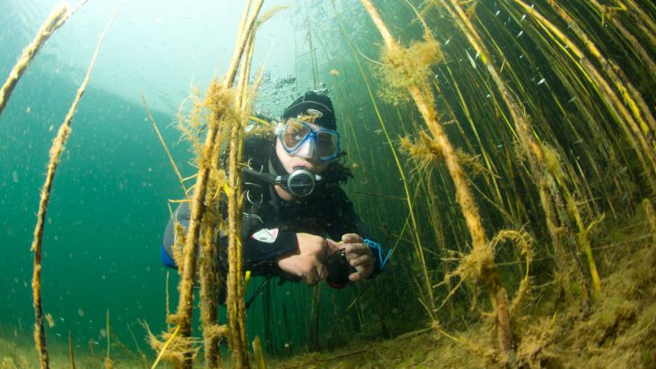 Kinderstube: Direkt vor der Basis beginnt ein Flachbereich mit Seegraswiesen und Schilf, in dem Jungfische Schutz suchen.