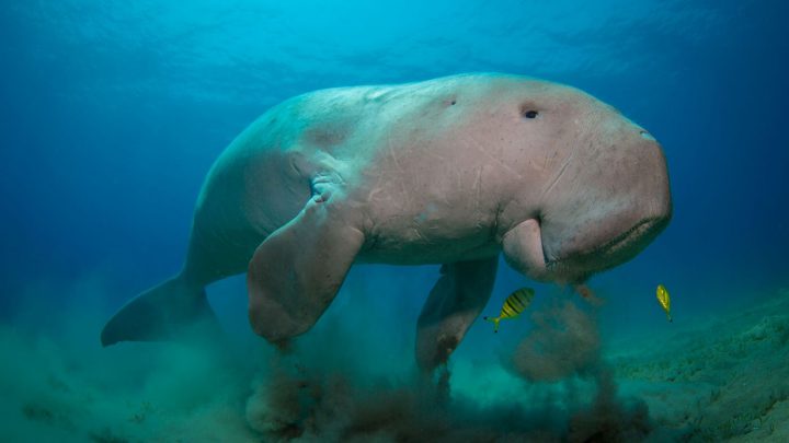 Schweres Kaliber und trotzdem niedlich: Dugongs bewegen sich langsam treibend. Immer wieder kommen sie an die Wasseroberfläche, um zu atmen. Sie ernähren sich ausschließlich pflanzlich.