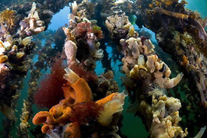 Tauchen in der Oosterschelde